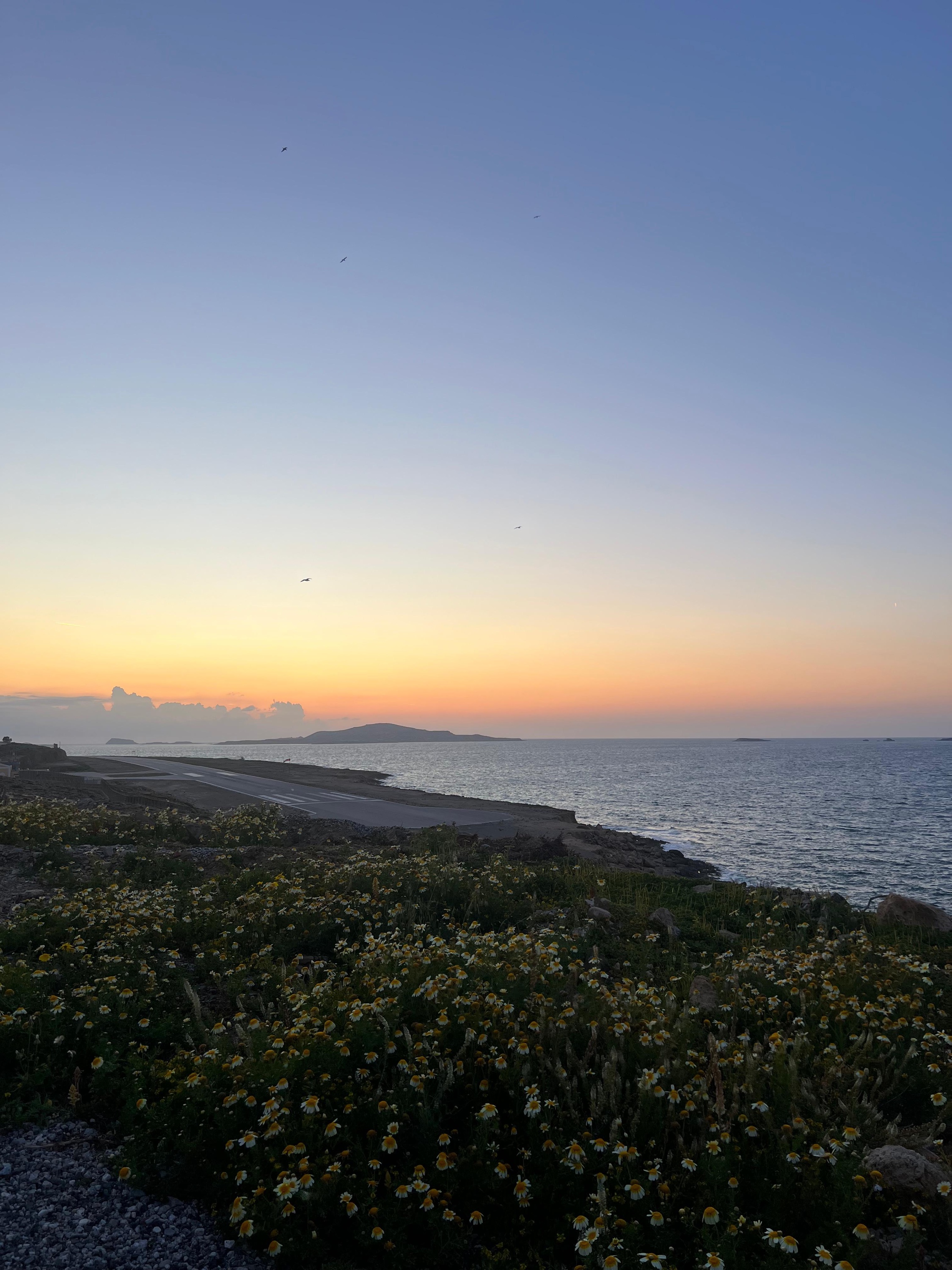 Wildflowers beside the coast of Kasos at sunset, with islands on the horizon