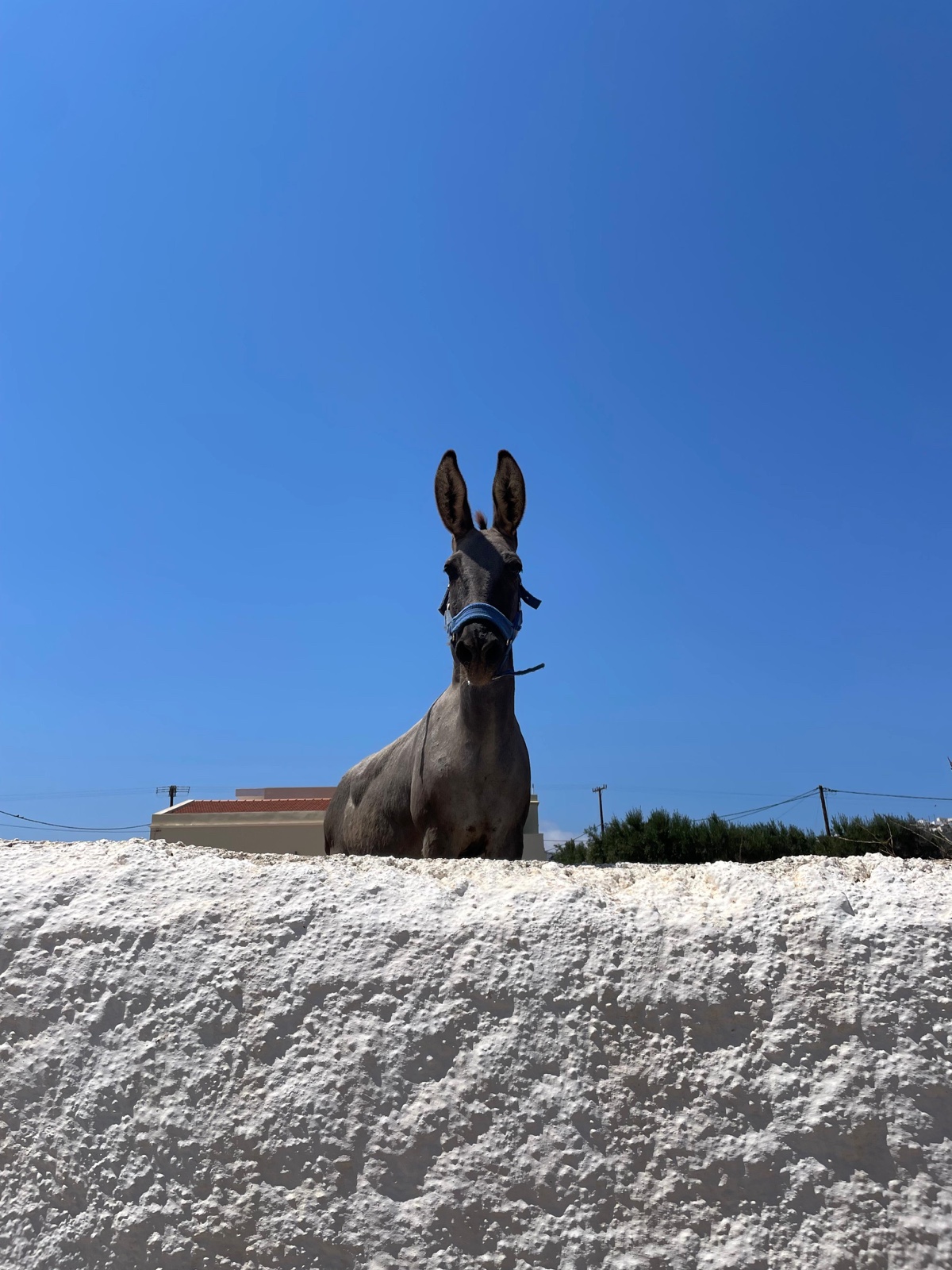 A donkey looking over a whitewashed wall under a blue sky on Kasos